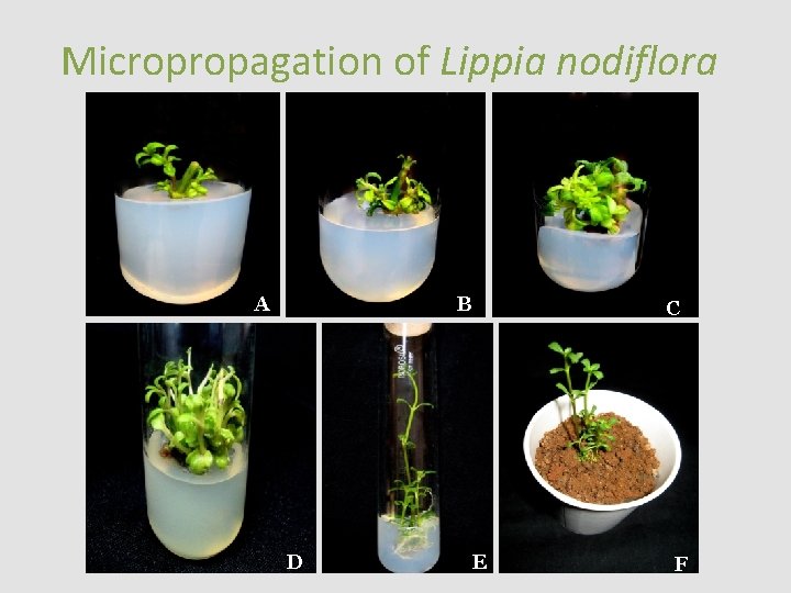 Micropropagation of Lippia nodiflora A B D C E F 