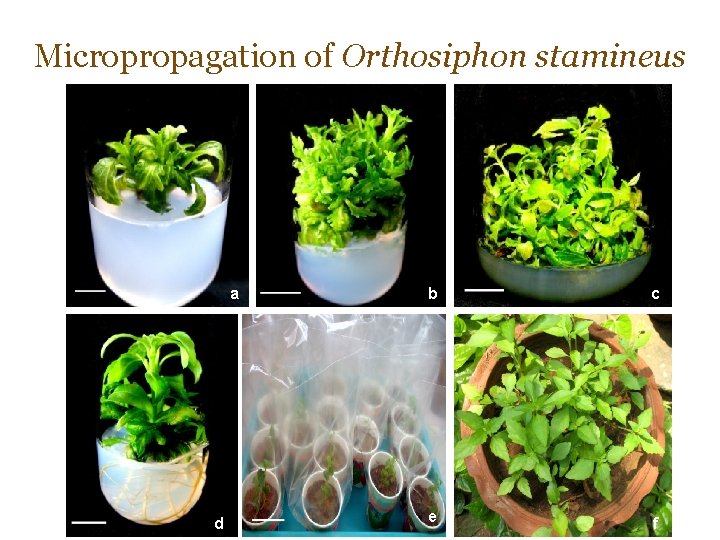 Micropropagation of Orthosiphon stamineus a d b c e f 