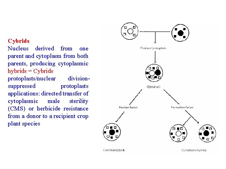 Cybrids Nucleus derived from one parent and cytoplasm from both parents, producing cytoplasmic hybrids