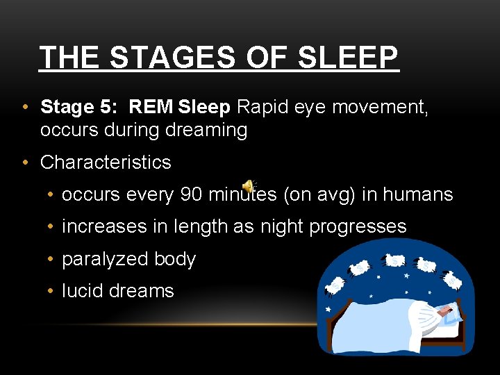 THE STAGES OF SLEEP • Stage 5: REM Sleep Rapid eye movement, occurs during