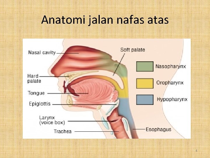 Anatomi jalan nafas atas 4 