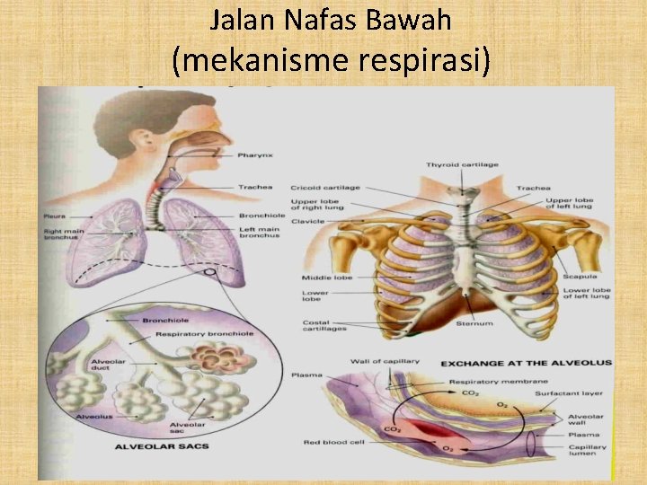 Jalan Nafas Bawah (mekanisme respirasi) 