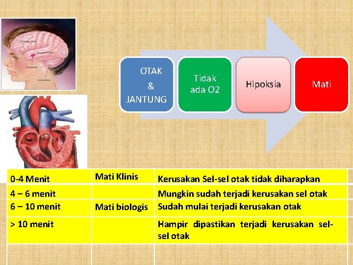 OTAK & JANTUNG Tidak ada O 2 Hipoksia Mati 0 -4 Menit Mati Klinis