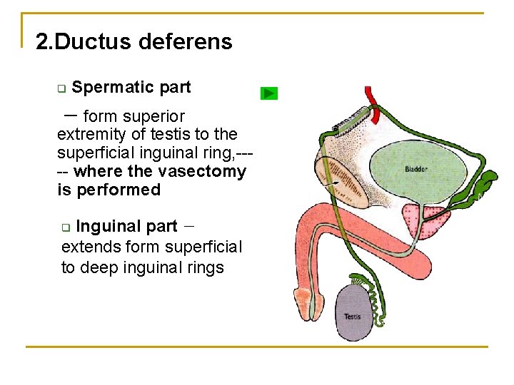 2. Ductus deferens q Spermatic part － form superior extremity of testis to the