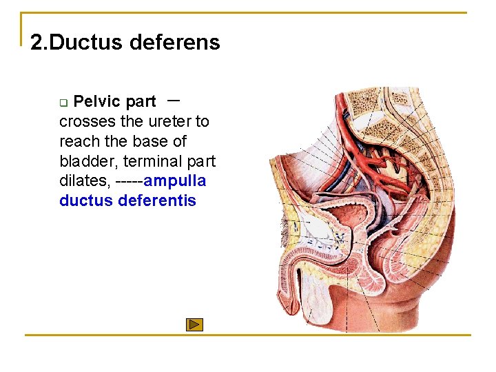 2. Ductus deferens Pelvic part － crosses the ureter to reach the base of