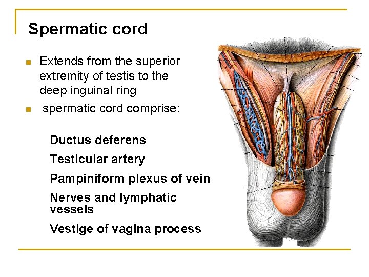 Spermatic cord n n Extends from the superior extremity of testis to the deep