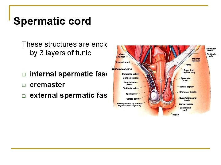 Spermatic cord These structures are enclosed by 3 layers of tunic q q q