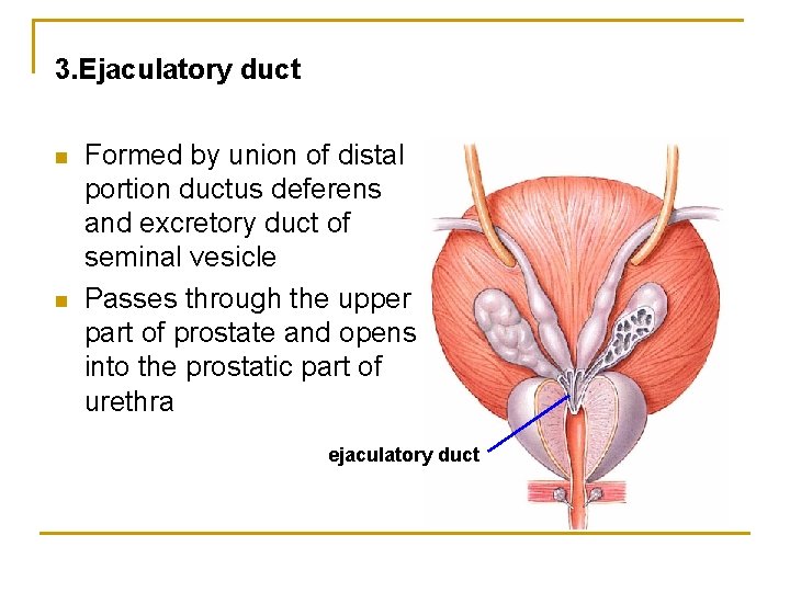 3. Ejaculatory duct n n Formed by union of distal portion ductus deferens and