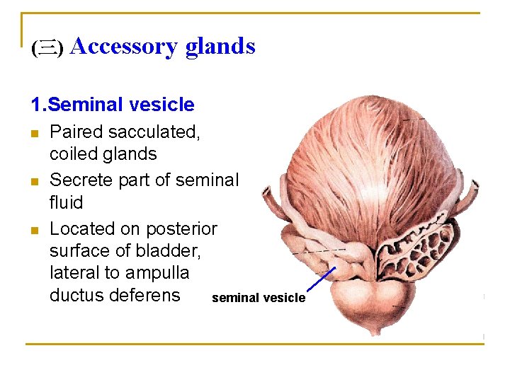 (三) Accessory glands 1. Seminal vesicle n n n Paired sacculated, coiled glands Secrete