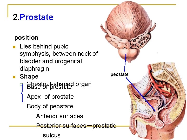 2. Prostate position n Lies behind pubic symphysis, between neck of bladder and urogenital