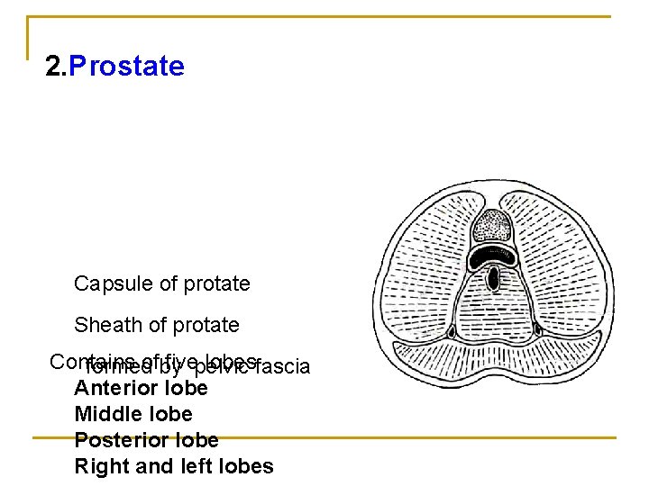2. Prostate Capsule of protate Sheath of protate Contains ofby fivepelvic lobesfascia formed Anterior