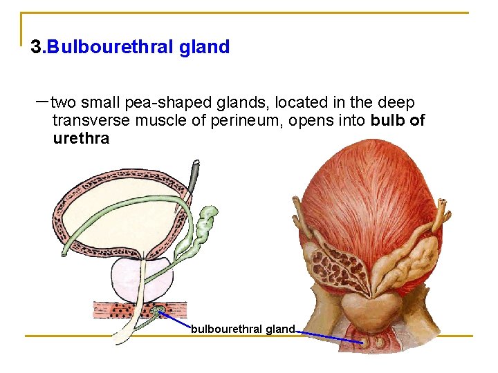 3. Bulbourethral gland －two small pea-shaped glands, located in the deep transverse muscle of