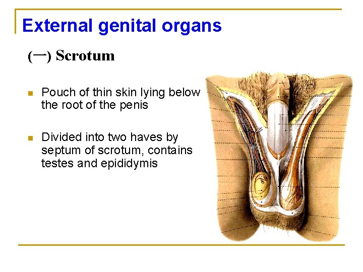 External genital organs (一) Scrotum n Pouch of thin skin lying below the root