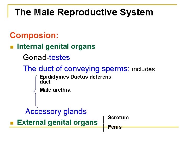 The Male Reproductive System Composion: n Internal genital organs Gonad-testes The duct of conveying