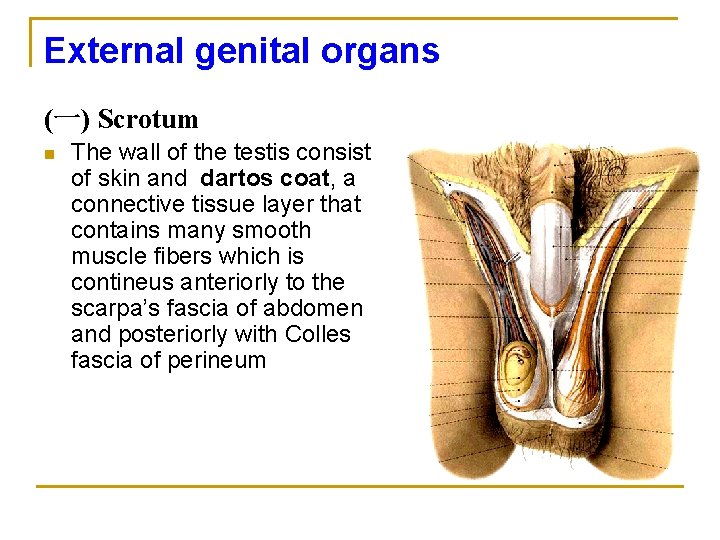 External genital organs (一) Scrotum n The wall of the testis consist of skin