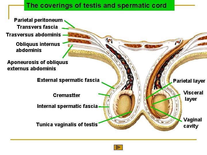 The coverings of testis and spermatic cord Parietal peritoneum Transvers fascia Trasversus abdominis Obliquus