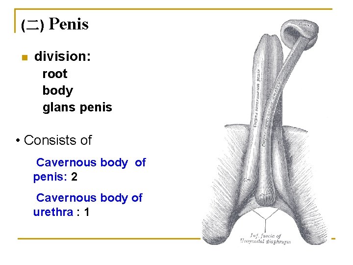 (二) n Penis division: root body glans penis • Consists of Cavernous body of