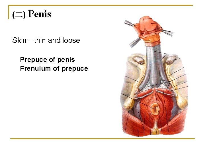 (二) Penis Skin－thin and loose Prepuce of penis Frenulum of prepuce 