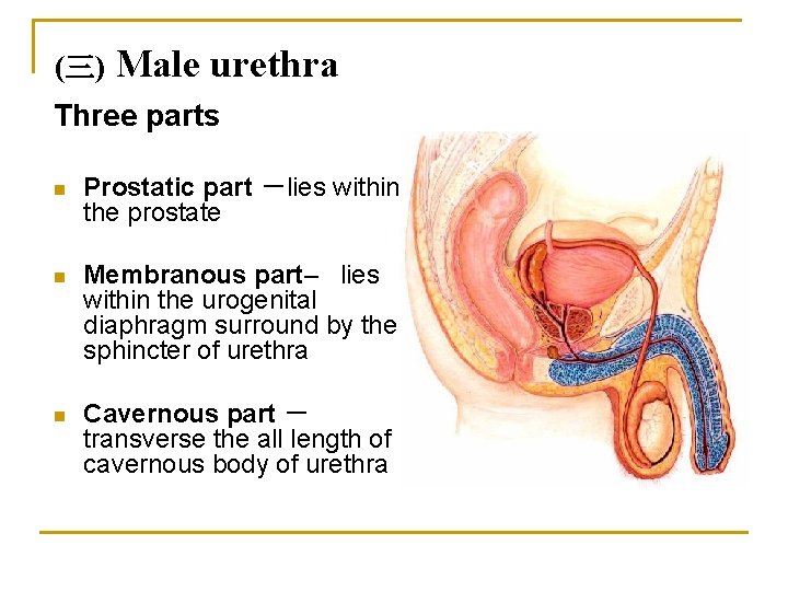 (三) Male urethra Three parts n Prostatic part －lies within the prostate n Membranous