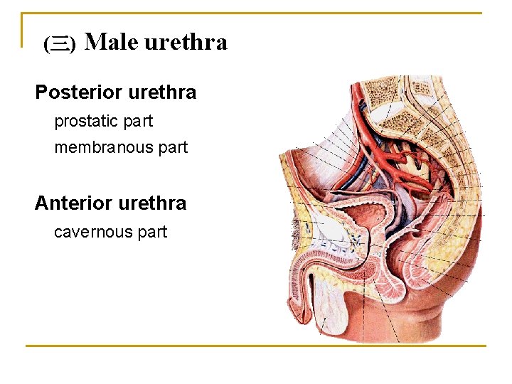 (三) Male urethra Posterior urethra prostatic part membranous part Anterior urethra cavernous part 