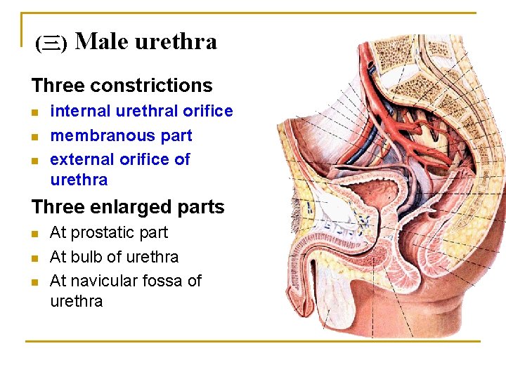 (三) Male urethra Three constrictions n n n internal urethral orifice membranous part external