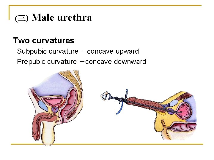 (三) Male urethra Two curvatures Subpubic curvature －concave upward Prepubic curvature －concave downward 