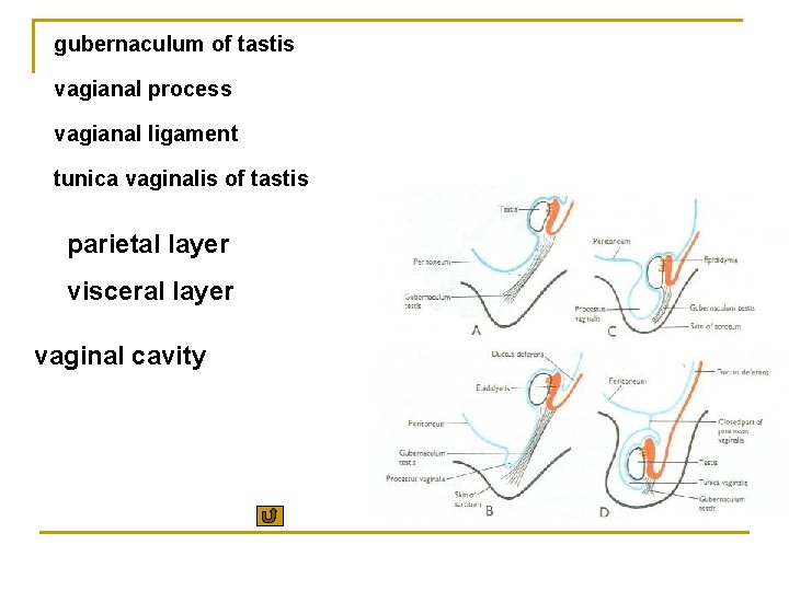 gubernaculum of tastis vagianal process vagianal ligament tunica vaginalis of tastis parietal layer visceral