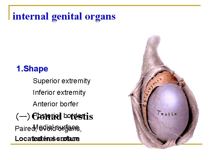 internal genital organs 1. Shape Superior extremity Inferior extremity Anterior borfer Posterior border (一)Gonad