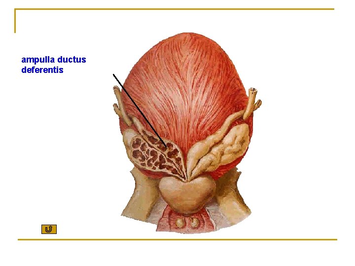 ampulla ductus deferentis 