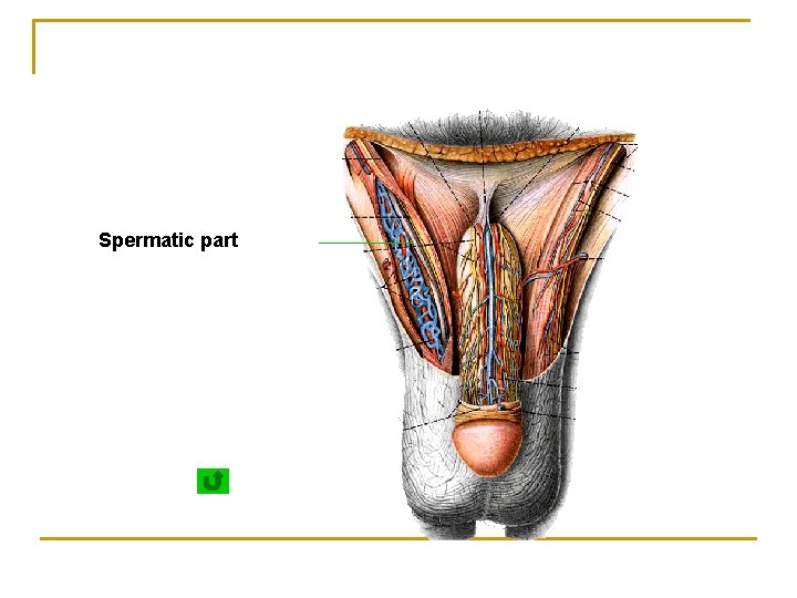 Spermatic part 