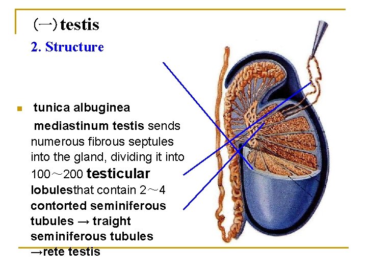 (一)testis 2. Structure n tunica albuginea mediastinum testis sends numerous fibrous septules into the