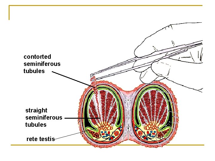 contorted seminiferous tubules straight seminiferous tubules rete testis 