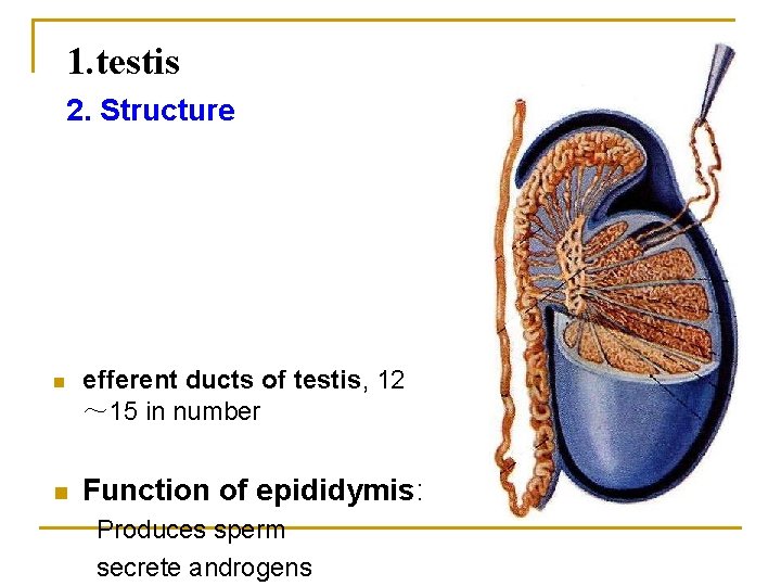 1. testis 2. Structure n n efferent ducts of testis, 12 ～ 15 in