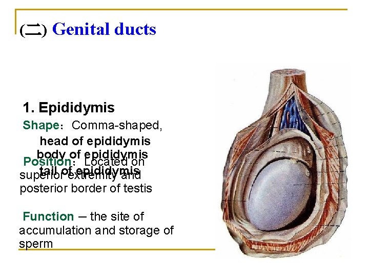 (二) Genital ducts 1. Epididymis Shape：Comma-shaped, head of epididymis body of epididymis Position：Located on