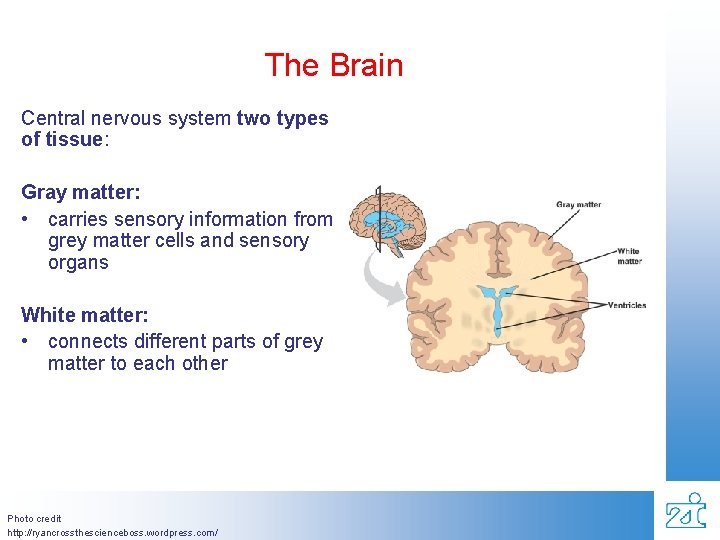 The Brain Central nervous system two types of tissue: Gray matter: • carries sensory