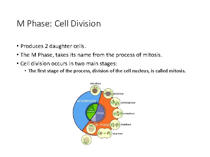 M Phase: Cell Division • Produces 2 daughter cells. • The M Phase, takes