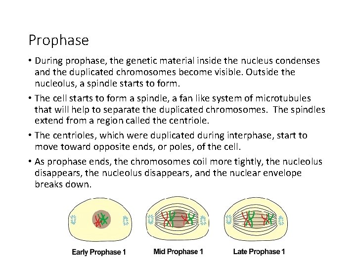 Prophase • During prophase, the genetic material inside the nucleus condenses and the duplicated