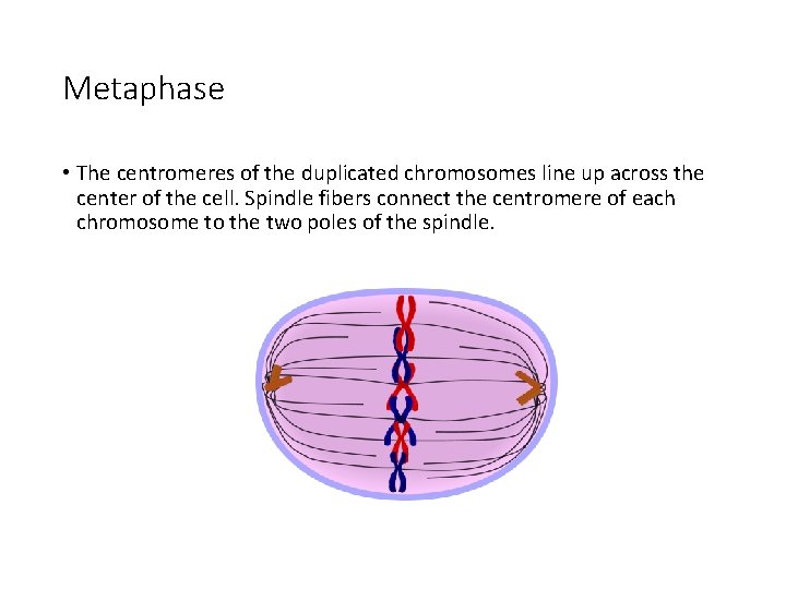 Metaphase • The centromeres of the duplicated chromosomes line up across the center of