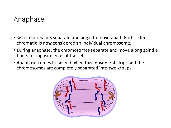 Anaphase • Sister chromatids separate and begin to move apart. Each sister chromatid is