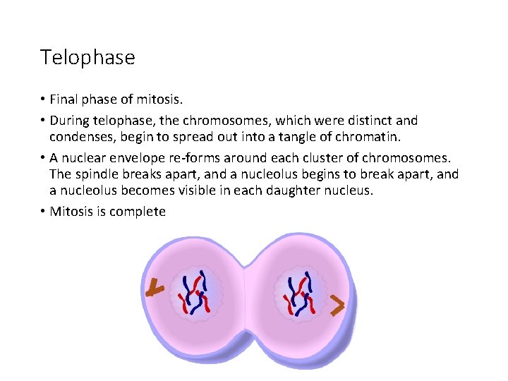 Telophase • Final phase of mitosis. • During telophase, the chromosomes, which were distinct