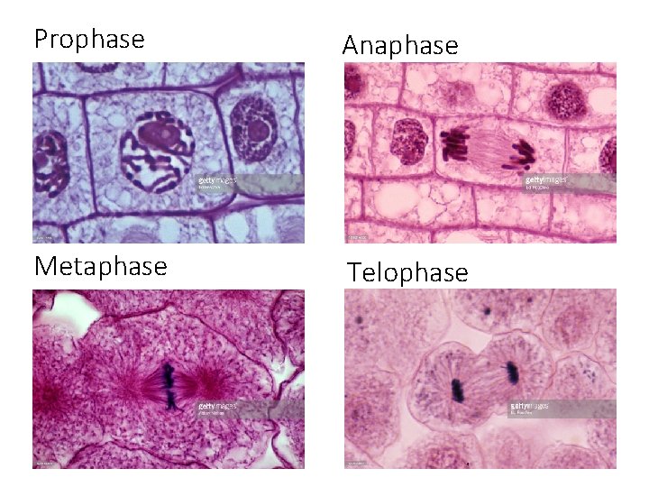 Prophase Anaphase Metaphase Telophase 