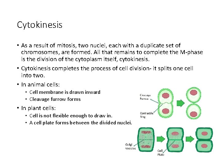 Cytokinesis • As a result of mitosis, two nuclei, each with a duplicate set