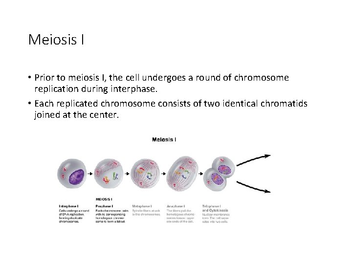 Meiosis I • Prior to meiosis I, the cell undergoes a round of chromosome