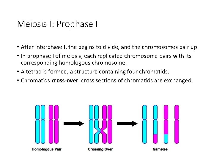 Meiosis I: Prophase I • After interphase I, the begins to divide, and the