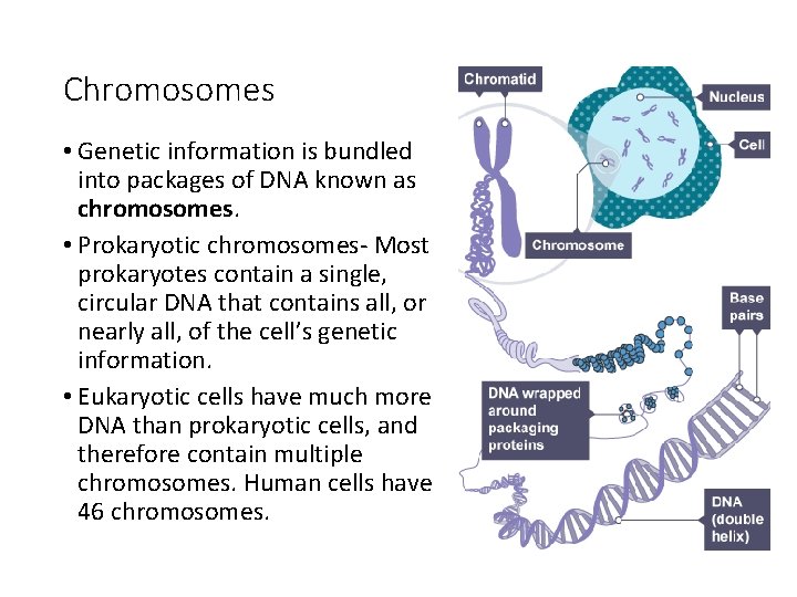 Chromosomes • Genetic information is bundled into packages of DNA known as chromosomes. •