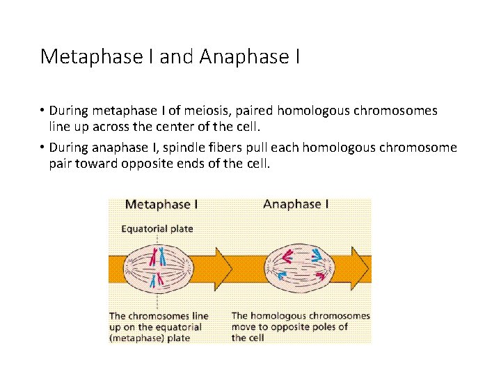 Metaphase I and Anaphase I • During metaphase I of meiosis, paired homologous chromosomes