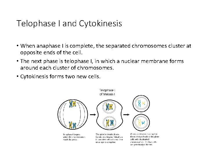 Telophase I and Cytokinesis • When anaphase I is complete, the separated chromosomes cluster