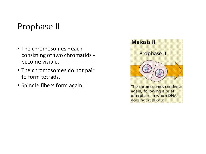 Prophase II • The chromosomes – each consisting of two chromatids – become visible.