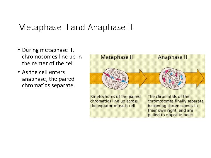 Metaphase II and Anaphase II • During metaphase II, chromosomes line up in the