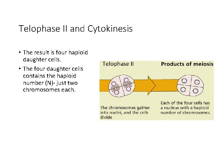 Telophase II and Cytokinesis • The result is four haploid daughter cells. • The